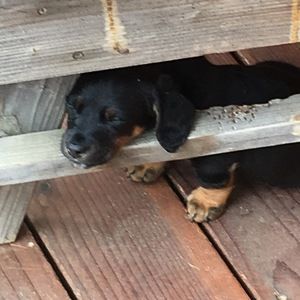 Meet your Posher, Beepbeep_reetreet